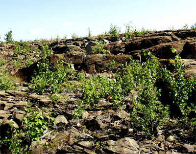 Knight 1 area in 2004 with vegetation over a foot high