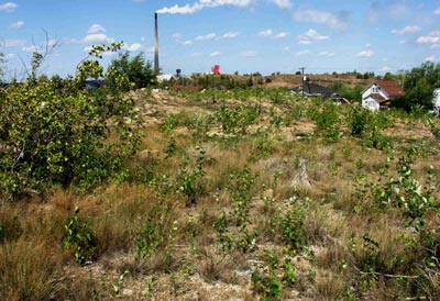 Knight 2 area in 2003 with vegetation a foot high