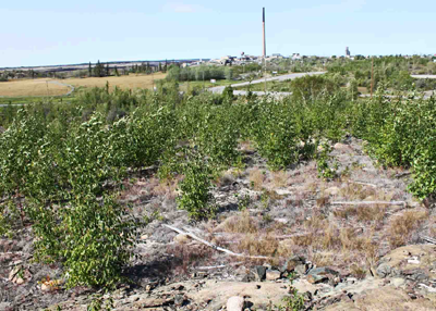 Phantom North area in 2015 with vegetation over a meter high