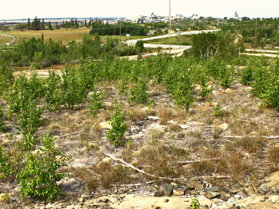 Phantom North area in 2014 with vegetation over a meter high