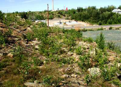 Pizza area in 2005 with vegetation over a foot high