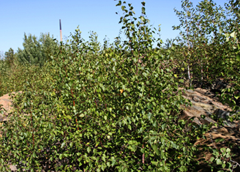 treated area in 2012 with thick bush